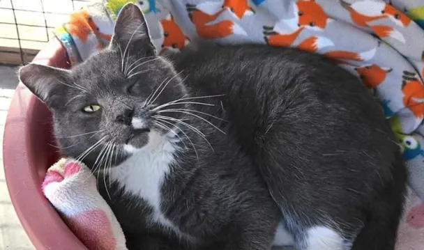 Essex Bank 2023 donation recipient Forgotten Felines