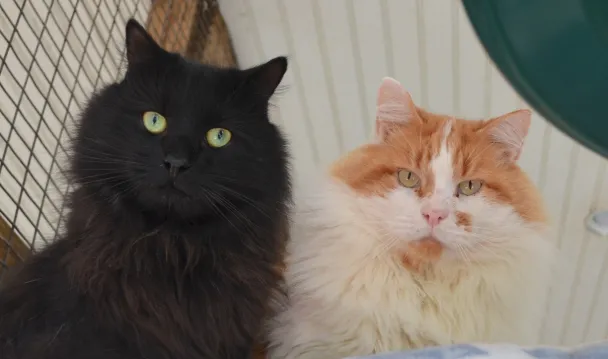 Essex Bank 2024 donation recipient Forgotten Felines