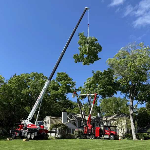 Essex Bank CT business customer Wilcox Tree Experts perform tree removal services
