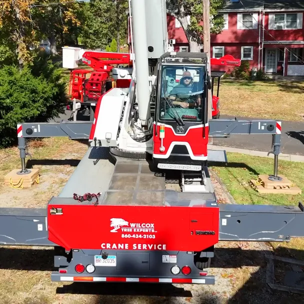 Essex Bank CT business customer Wilcox Tree Experts perform tree service with large equipment